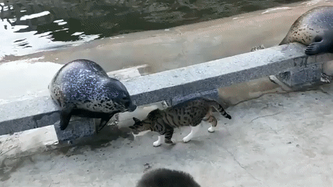 [유머] 사람들은 잘 모르는 냥펀치의 위력. -  와이드섬