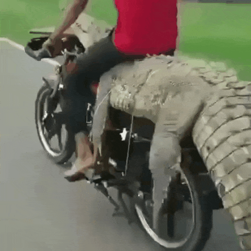 [유머] [유머]
		          명품 오토바이 시트 -  와이드섬