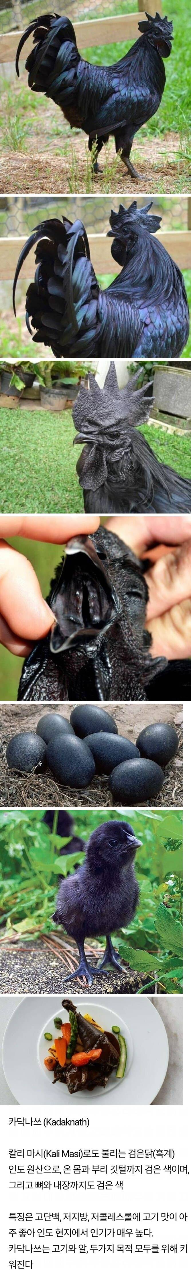 [유머] 신기한 흑계 -  와이드섬