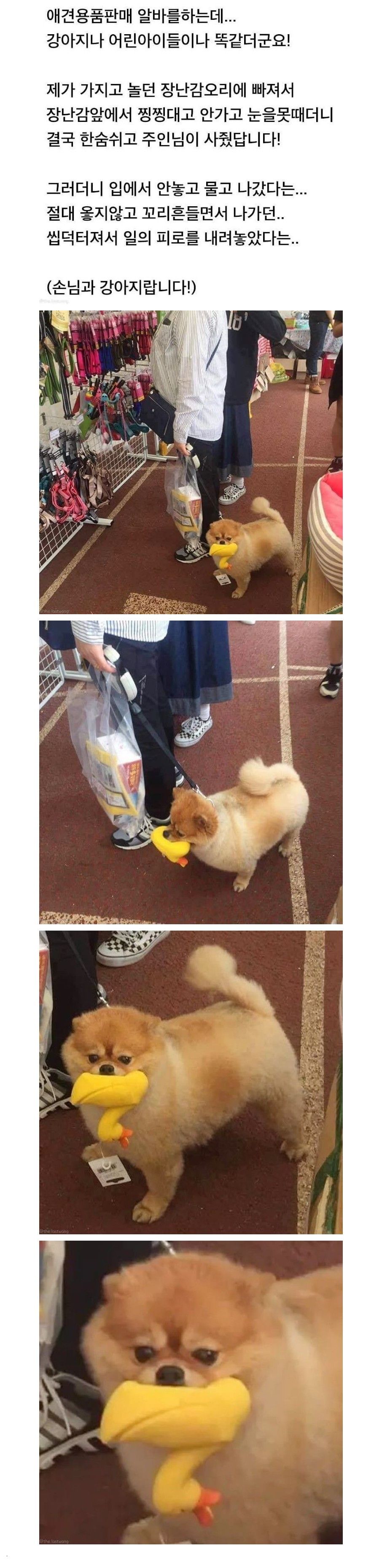 [유머] 장난감사달라고 땡깡부리는 고객님... -  와이드섬