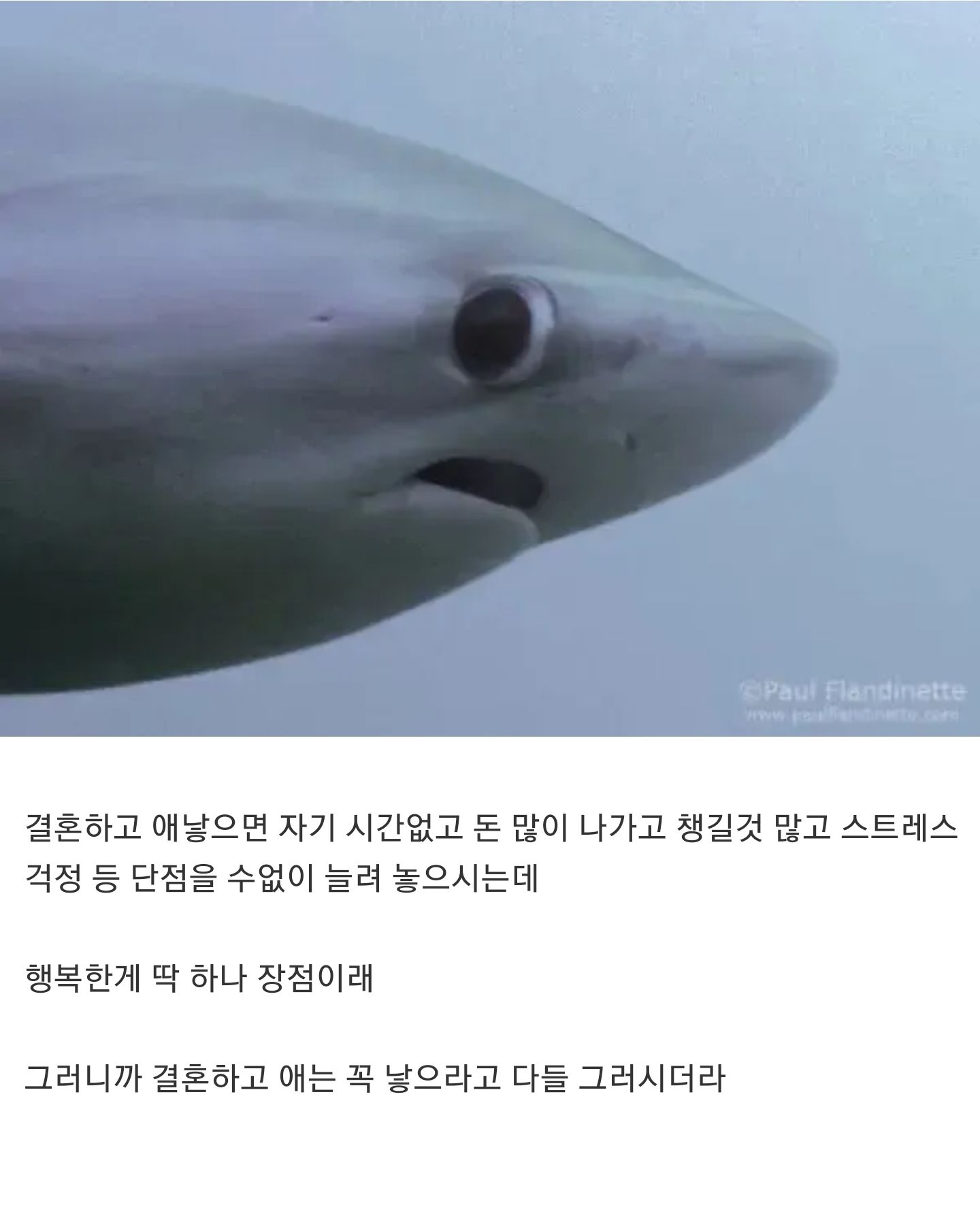 [유머] 결혼한 선배들이 공통적으로 하는 말이 -  와이드섬