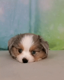 [유머] 귀염뽀짝 포탄 터짐. -  와이드섬