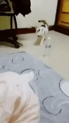 [유머] 집사 생각해 주는건 냥이뿐~ -  와이드섬