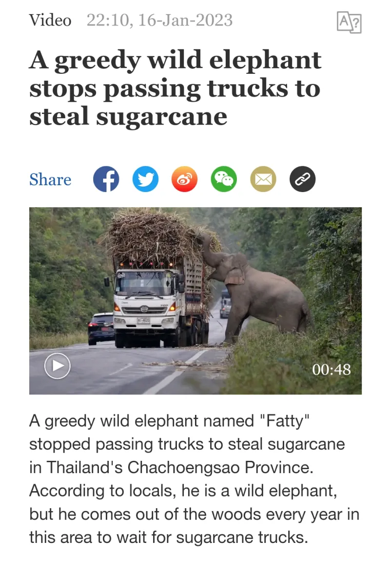 [유머] 범죄의 길로 빠져들고 만 코끼리 -  와이드섬