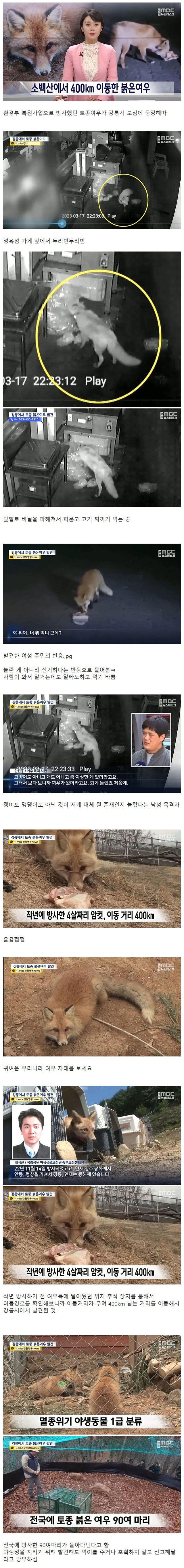 [유머] 뜬금없이 도심 속에서 발견된 대한민국 토종 여우 -  와이드섬