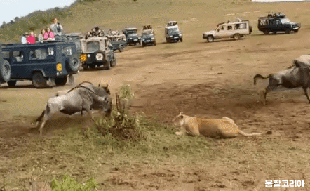 [유머] [기타]
		          회전 초밥이 너무 빨라 남편이 집어주었다 -  와이드섬