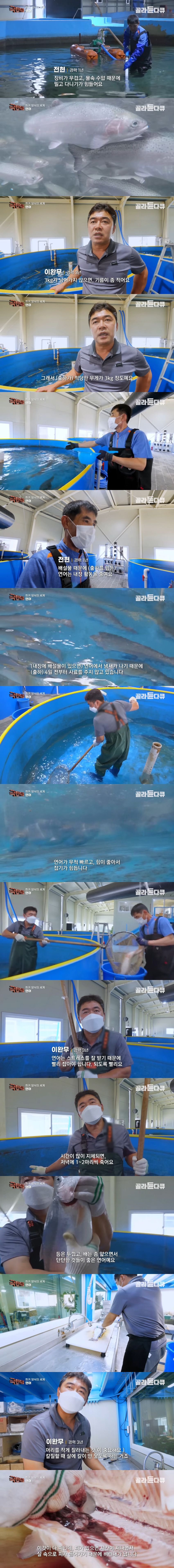 [유머] 연어 회가 만들어지는 과정 -  와이드섬