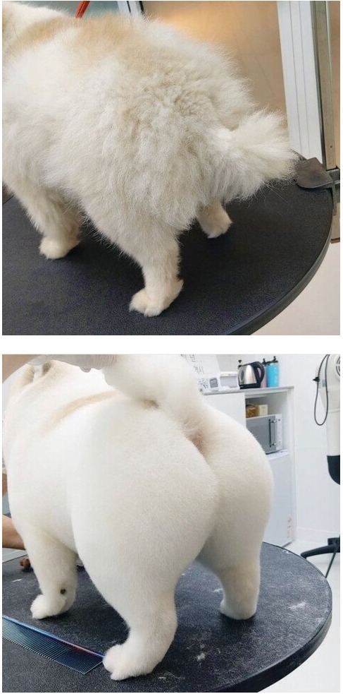 [유머] 개 미용사의 기술력 -  와이드섬