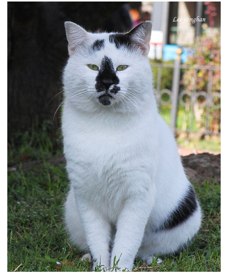 [유머] 길거리 털바퀴들 평균 외모가 낮아지는 이유 -  와이드섬