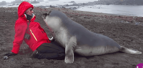 [유머] [유머]
		          사람에게 다가와 안기는 아기 바다물범 -  와이드섬