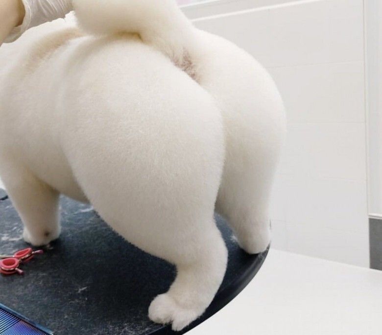 [유머] 댕댕이 미용이 필요한 이유! -  와이드섬