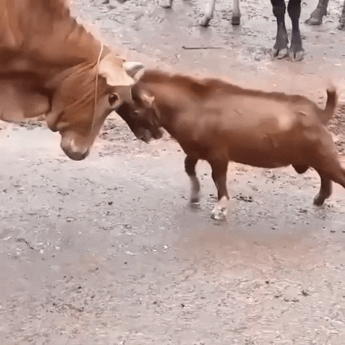 [유머] [동물]
		          염소 VS 황소.. -  와이드섬