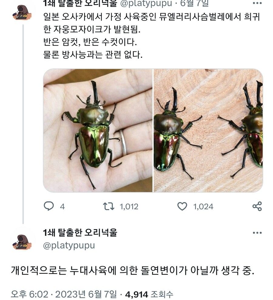 [유머] 일본에서 발견된 돌연변이 사슴벌레 -  와이드섬