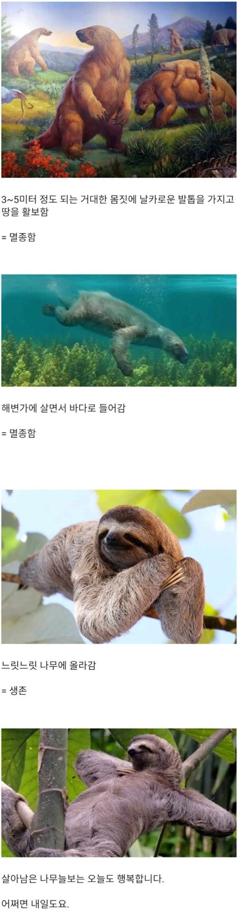[유머] 나무늘보는 어떻게 살아남았을까?. -  와이드섬