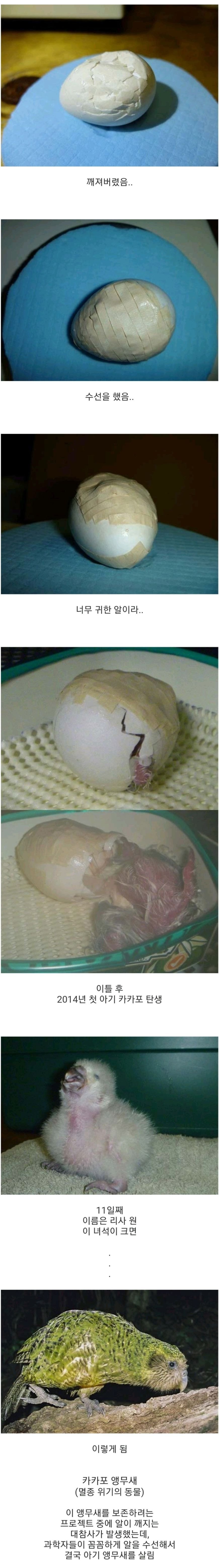 [유머] 멸종위기 새의 알이 깨졌다 -  와이드섬