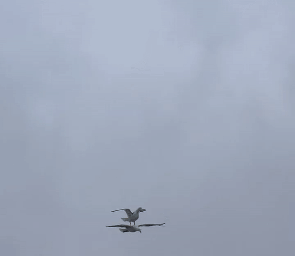 [유머] [동물]
		          갈매기 위에 갈매기. -  와이드섬