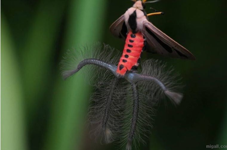 [유머] 약혐) 실제 보면 놀라 자빠질 나방 -  와이드섬