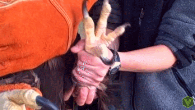 [유머] [동물]
		          후덜덜한 독수리 발톱 -  와이드섬