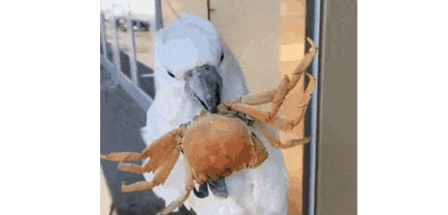 [유머] 앵무의 식성. -  와이드섬